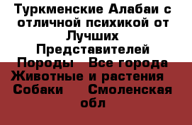 Туркменские Алабаи с отличной психикой от Лучших Представителей Породы - Все города Животные и растения » Собаки   . Смоленская обл.